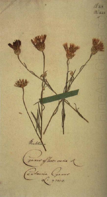 Herbarium sheet, Johann Wolfgang von Goethe